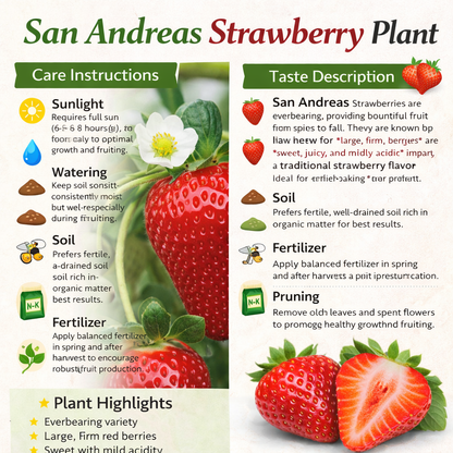 San Andreas Strawberry Healthy Sweet Home Garden Kitchen Garden Terrace Balcony Fruit Plant