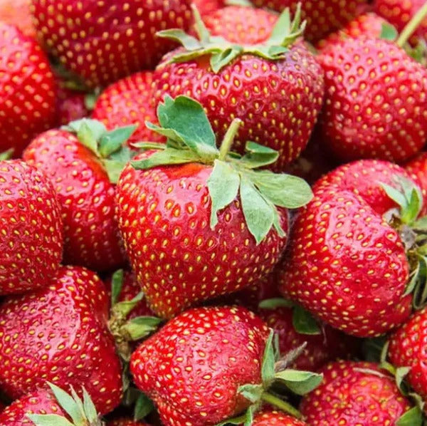 San Andreas Strawberry Healthy Sweet Home Garden Kitchen Garden Terrace Balcony Fruit Plant