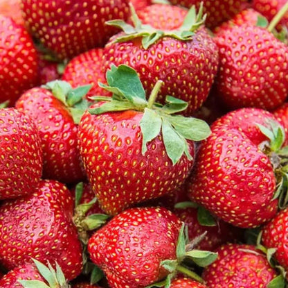 San Andreas Strawberry Healthy Sweet Home Garden Kitchen Garden Terrace Balcony Fruit Plant