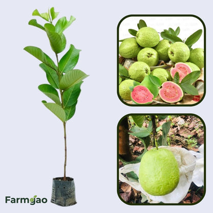 San Diego Pink Guava Air Layered Healthy Fruit Plant