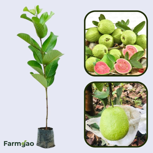 San Diego Pink Guava Air Layered Healthy Fruit Plant