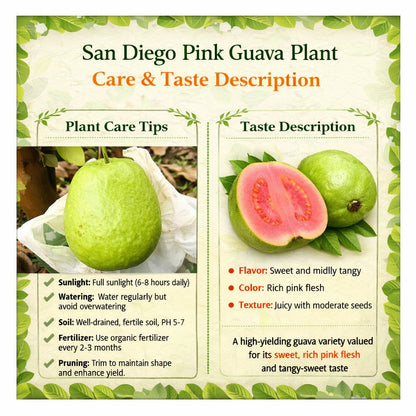 San Diego Pink Guava Air Layered Healthy Fruit Plant