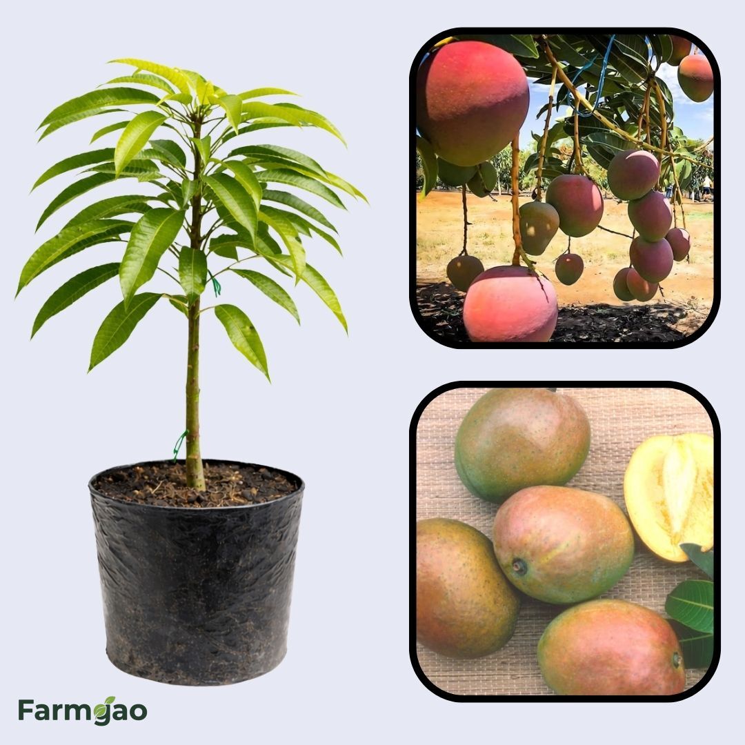 San Felipe Mango Aam Grafted Healthy Fruit Plant