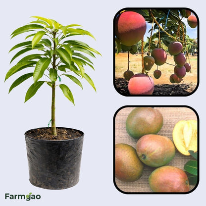 San Felipe Mango Aam Grafted Healthy Fruit Plant