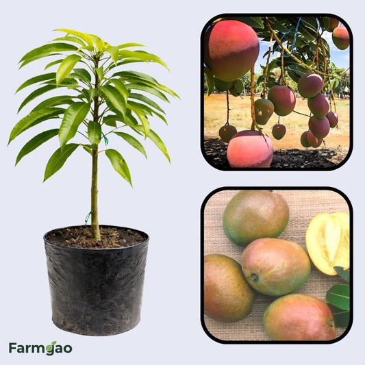 San Felipe Mango Aam Grafted Healthy Fruit Plant