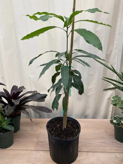 San Felipe Mango Aam Grafted Healthy Fruit Plant