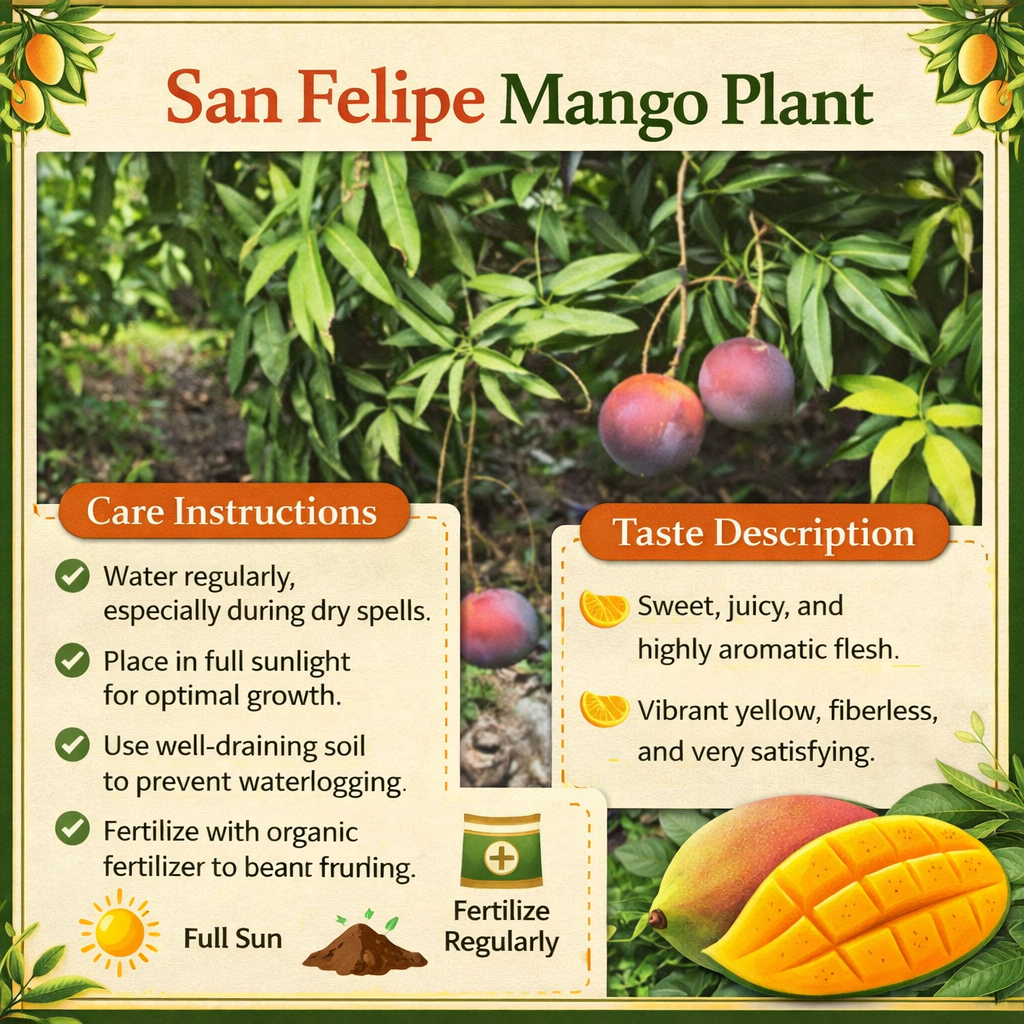 San Felipe Mango Aam Grafted Healthy Fruit Plant