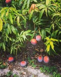 San Felipe Mango Aam Grafted Healthy Fruit Plant