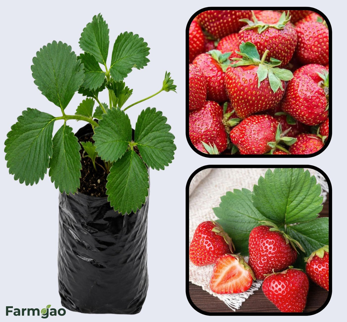 San Andreas Strawberry Healthy Sweet Home Garden Kitchen Garden Terrace Balcony Fruit Plant