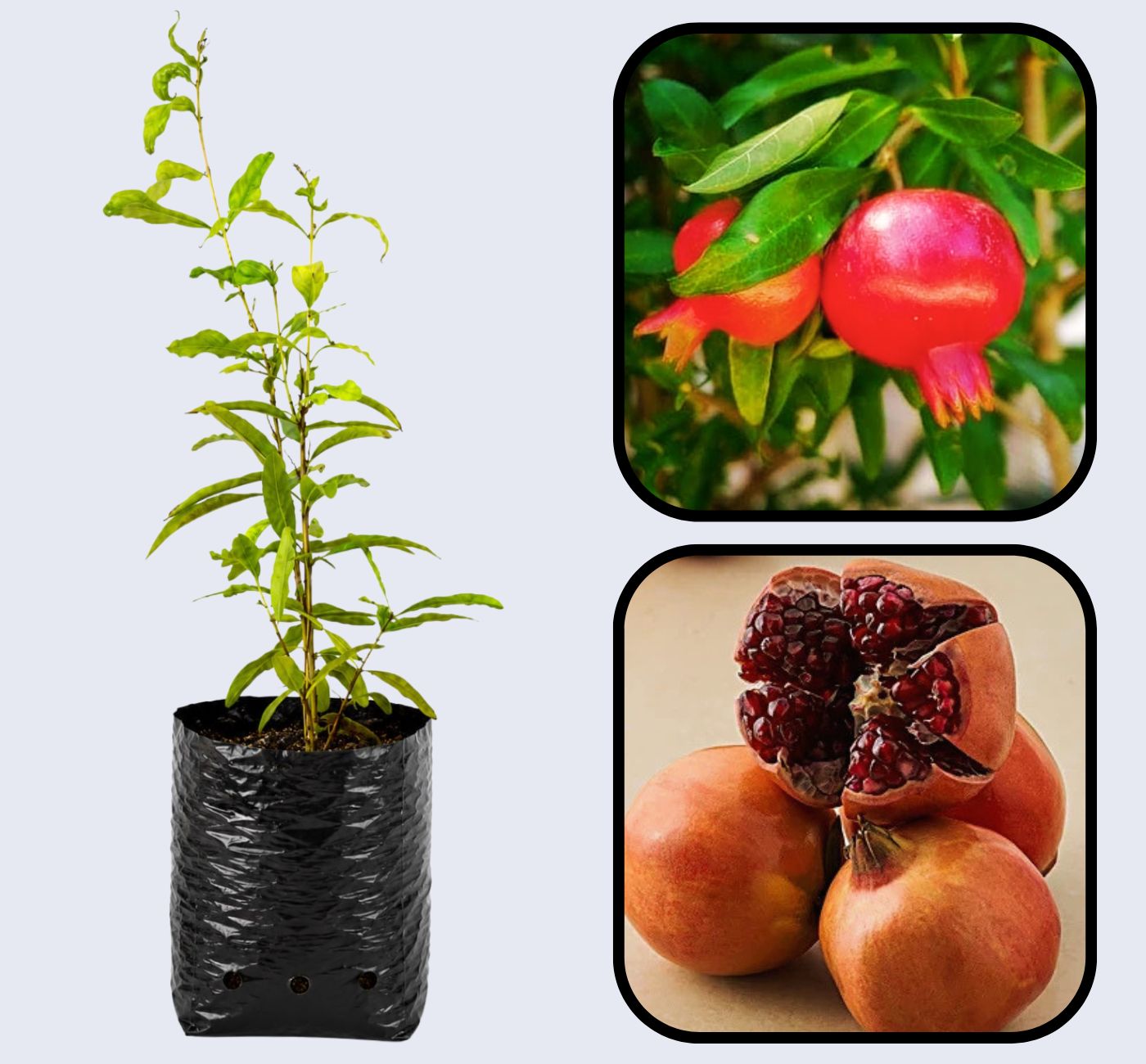 Sanbai Pomegranate Grafted Fruit Plant – High Yielding Sweet Juicy Anar Tree Variety