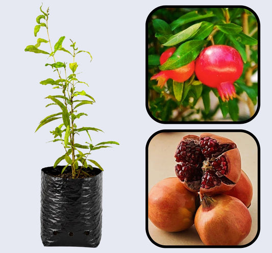 Sanbai Pomegranate Grafted Fruit Plant – High Yielding Sweet Juicy Anar Tree Variety