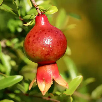 Sanbai Pomegranate Grafted Fruit Plant – High Yielding Sweet Juicy Anar Tree Variety
