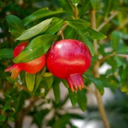 Sanbai Pomegranate Grafted Fruit Plant – High Yielding Sweet Juicy Anar Tree Variety