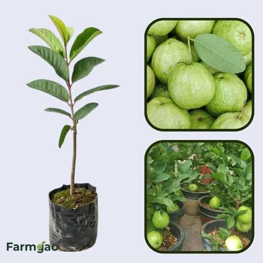 Santa Cruz Guava Air Layered Healthy Fruit Plant
