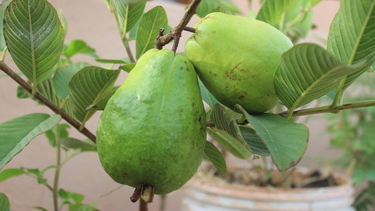 Santa Cruz Guava Air Layered Healthy Fruit Plant