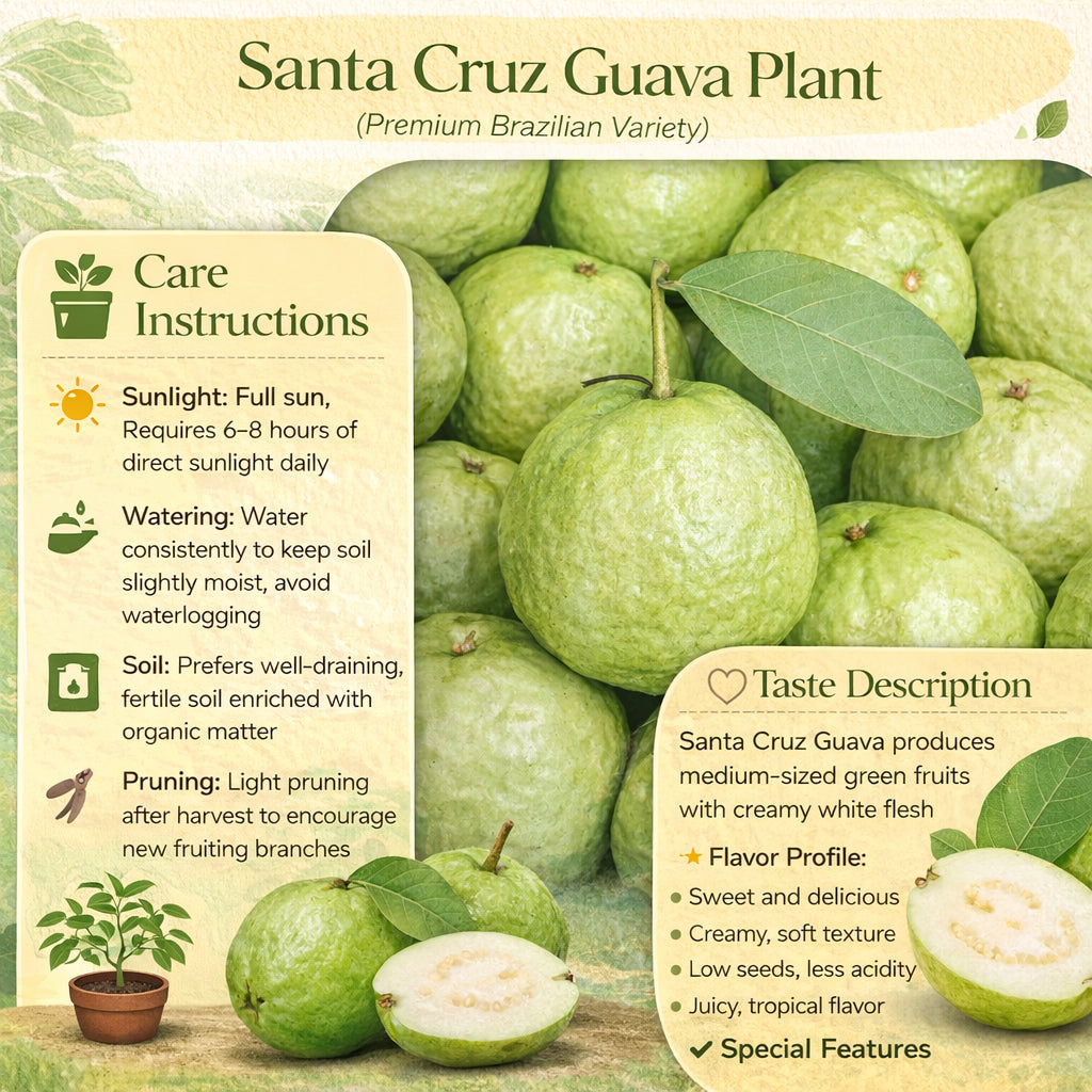 Santa Cruz Guava Air Layered Healthy Fruit Plant