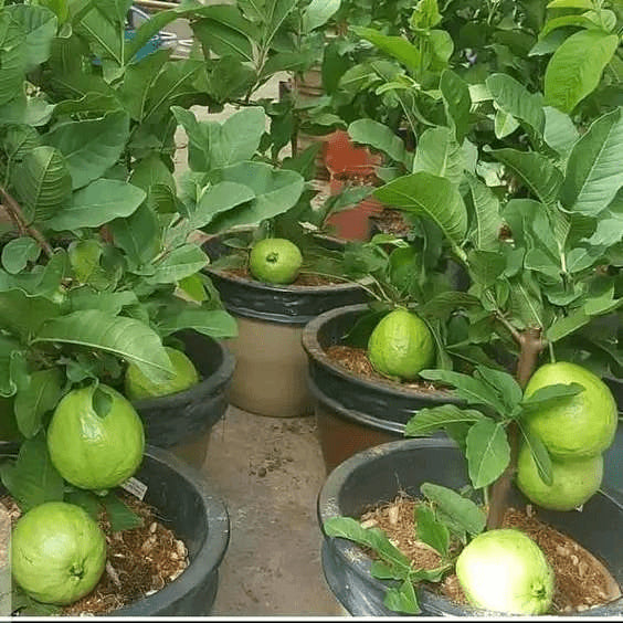 Santa Cruz Guava Air Layered Healthy Fruit Plant