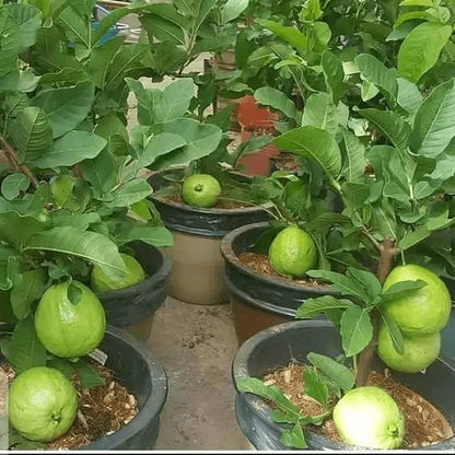 Santa Cruz Guava Air Layered Healthy Fruit Plant