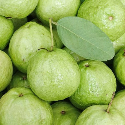 Santa Cruz Guava Air Layered Healthy Fruit Plant