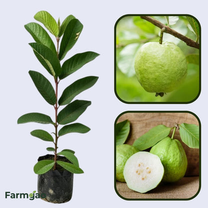 Sarawak White Guava Air Layered Healthy Fruit Plant