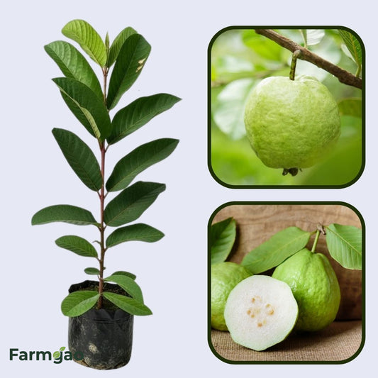 Sarawak White Guava Air Layered Healthy Fruit Plant