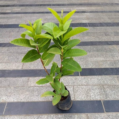 Sarawak White Guava Air Layered Healthy Fruit Plant