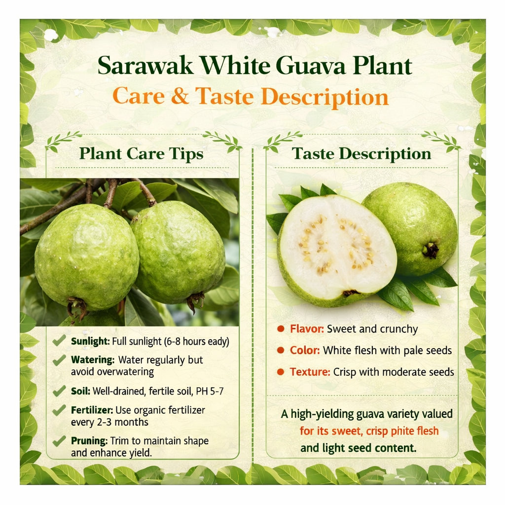 Sarawak White Guava Air Layered Healthy Fruit Plant