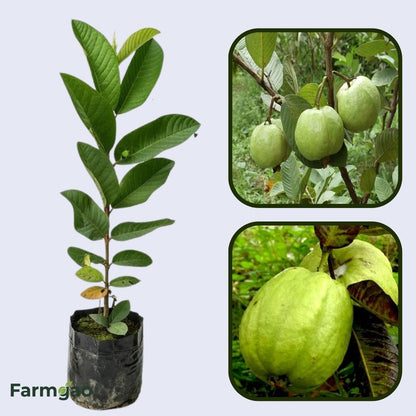 Sardar Improved Guava Air Layered Healthy Fruit Plant