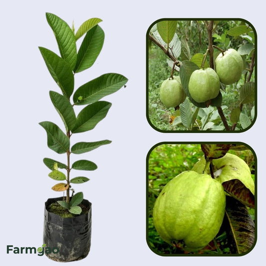 Sardar Improved Guava Air Layered Healthy Fruit Plant