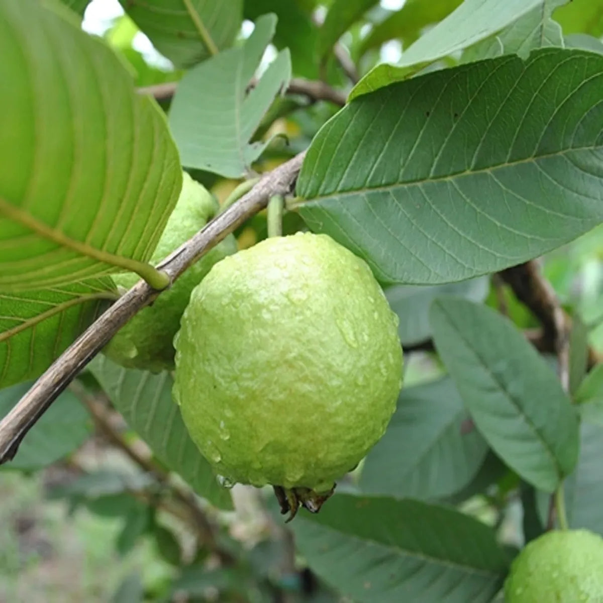 Sardar Improved Guava Air Layered Healthy Fruit Plant