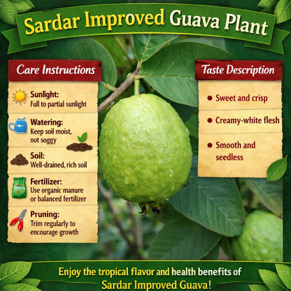 Sardar Improved Guava Air Layered Healthy Fruit Plant