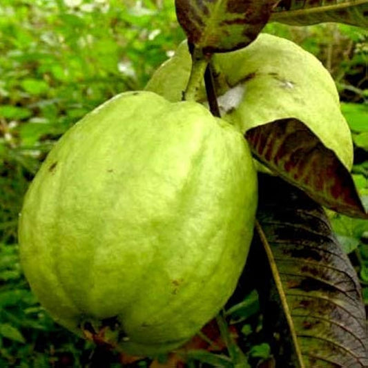 Sardar Improved Guava Air Layered Healthy Fruit Plant