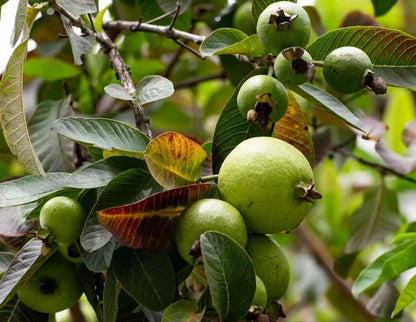 Sassaoka Guava Air Layered Healthy Fruit Plant