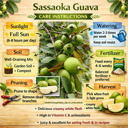 Sassaoka Guava Air Layered Healthy Fruit Plant
