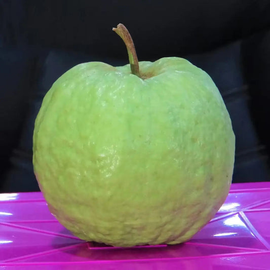 Sassaoka Guava Air Layered Healthy Fruit Plant