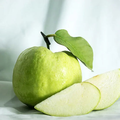 Sassaoka Guava Air Layered Healthy Fruit Plant