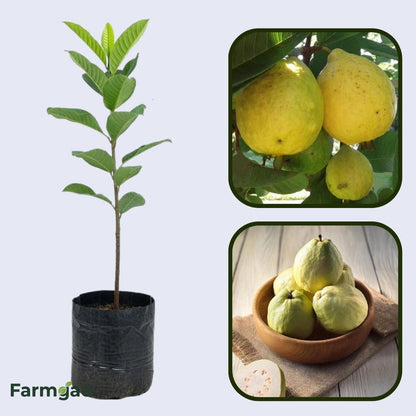 Saudi White Guava Air Layered Healthy Fruit Plant