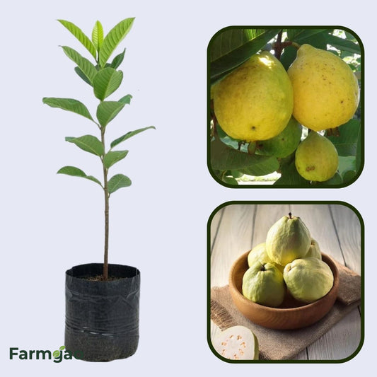 Saudi White Guava Air Layered Healthy Fruit Plant