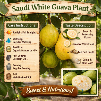 Saudi White Guava Air Layered Healthy Fruit Plant