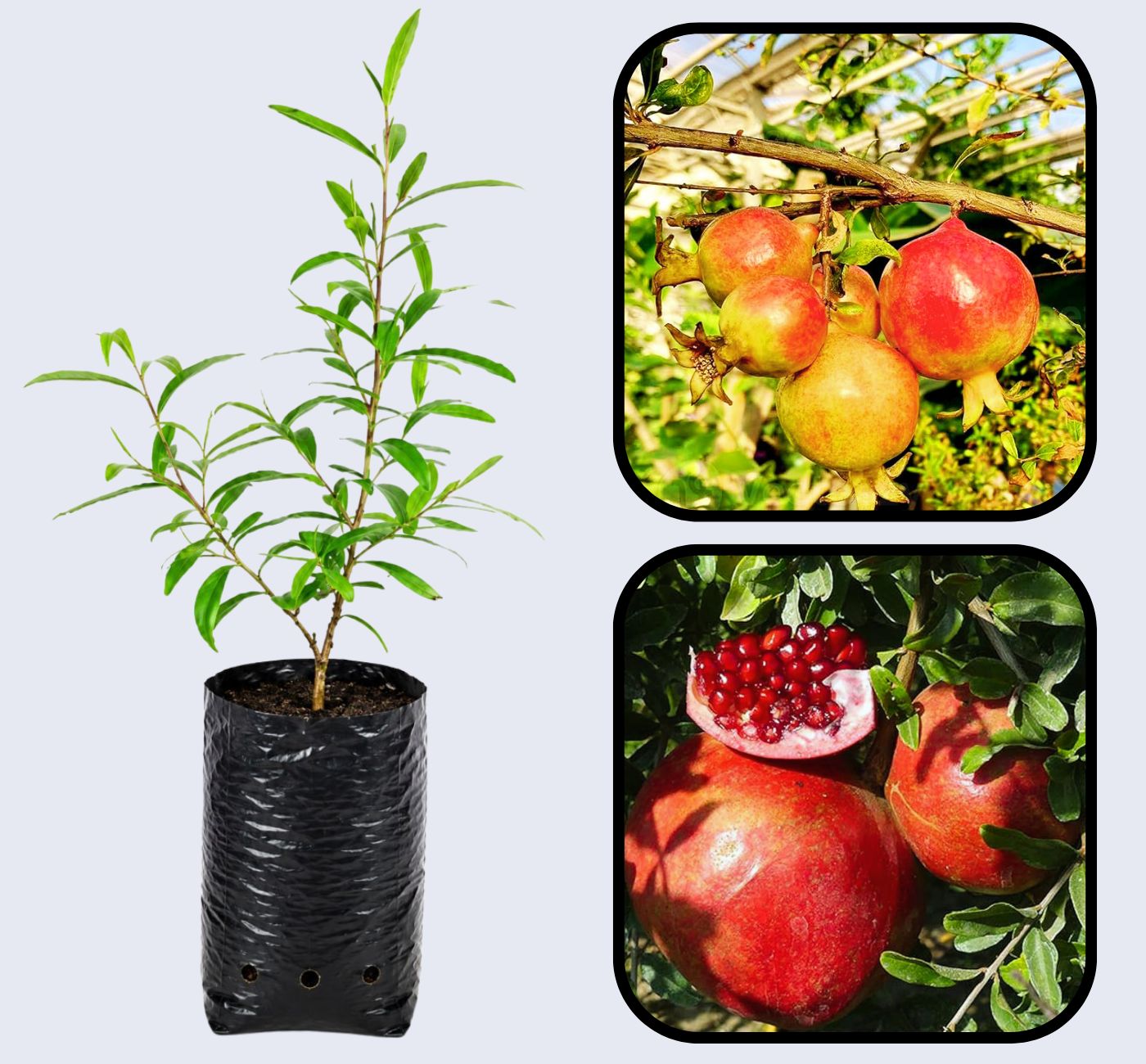Saveh Pomegranate Grafted Fruit Plant – High Yielding Sweet Juicy Anar Tree Variety