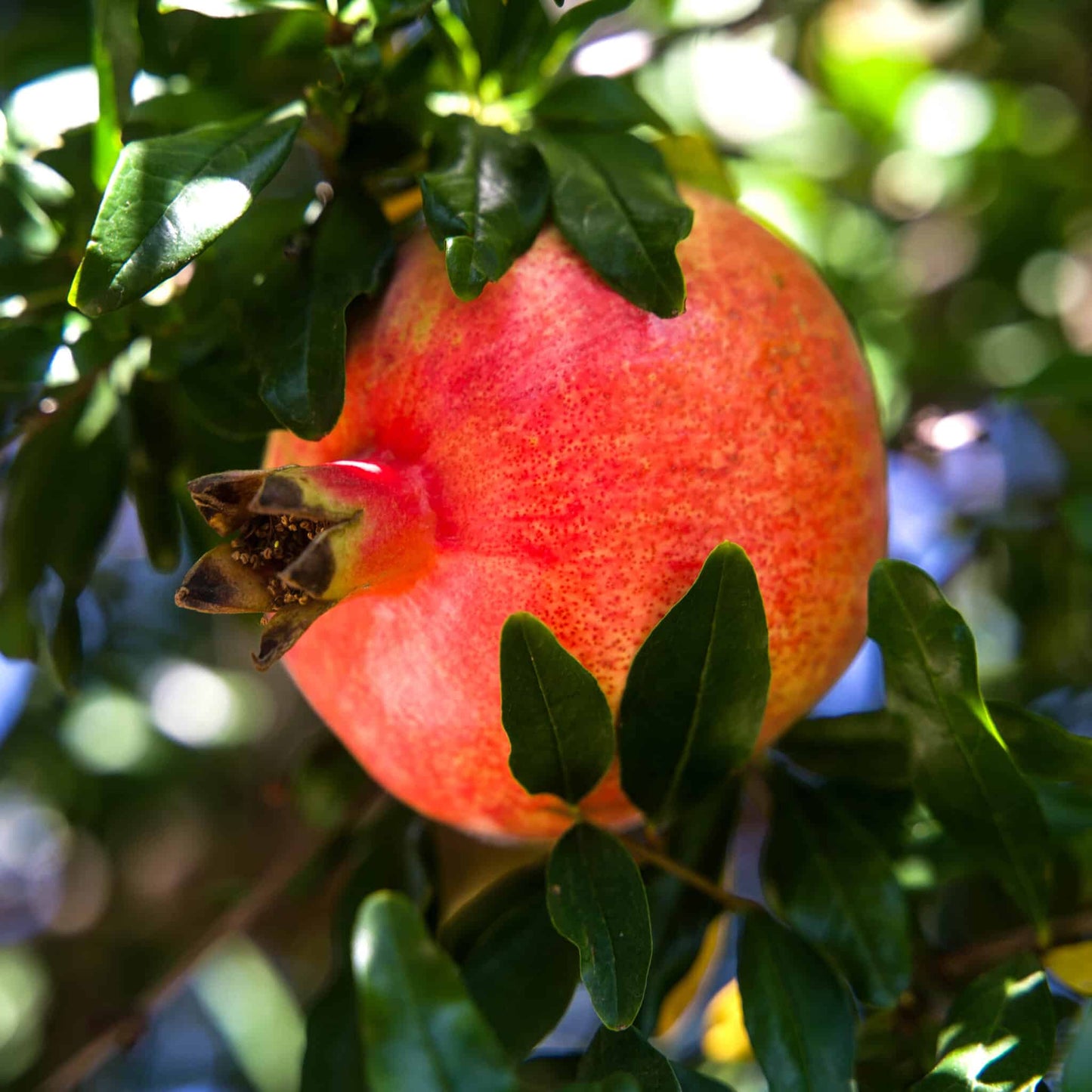 Saveh Pomegranate Grafted Fruit Plant – High Yielding Sweet Juicy Anar Tree Variety