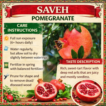 Saveh Pomegranate Grafted Fruit Plant – High Yielding Sweet Juicy Anar Tree Variety