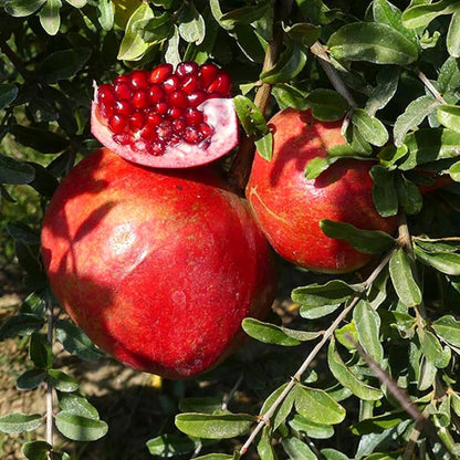 Saveh Pomegranate Grafted Fruit Plant – High Yielding Sweet Juicy Anar Tree Variety