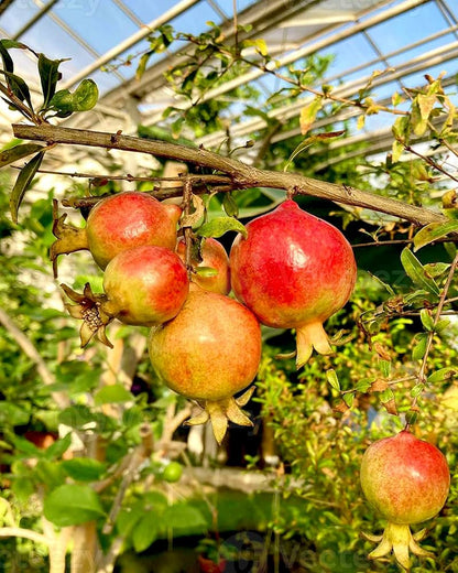 Saveh Pomegranate Grafted Fruit Plant – High Yielding Sweet Juicy Anar Tree Variety