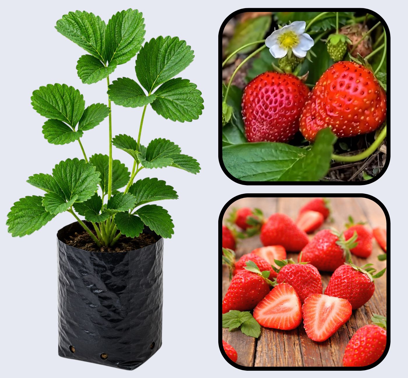 Seascape Strawberry Healthy Sweet Home Garden Kitchen Garden Terrace Balcony Fruit Plant