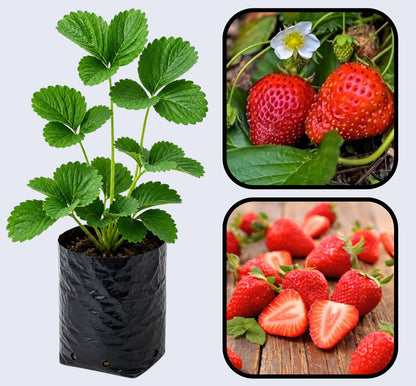 Seascape Strawberry Healthy Sweet Home Garden Kitchen Garden Terrace Balcony Fruit Plant