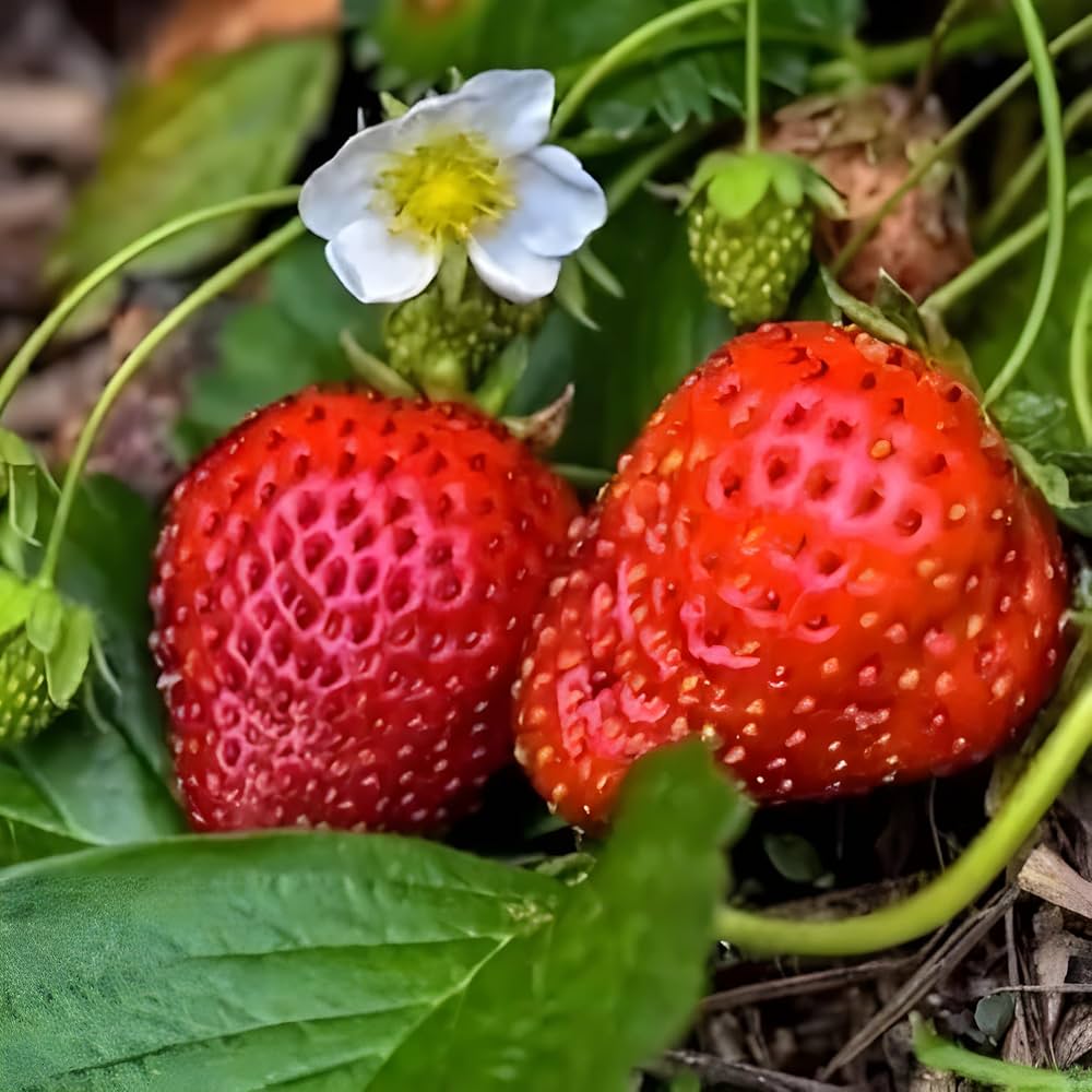 Seascape Strawberry Healthy Sweet Home Garden Kitchen Garden Terrace Balcony Fruit Plant