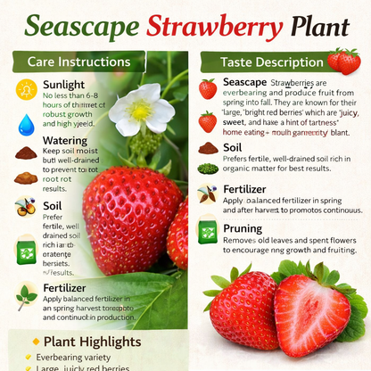 Seascape Strawberry Healthy Sweet Home Garden Kitchen Garden Terrace Balcony Fruit Plant
