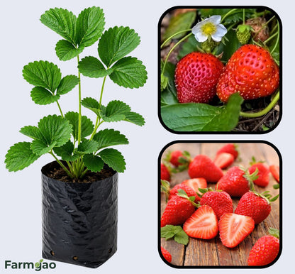 Seascape Strawberry Healthy Sweet Home Garden Kitchen Garden Terrace Balcony Fruit Plant