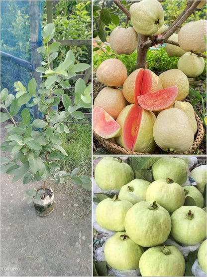 Século XXI Guava Air Layered Healthy Fruit Plant